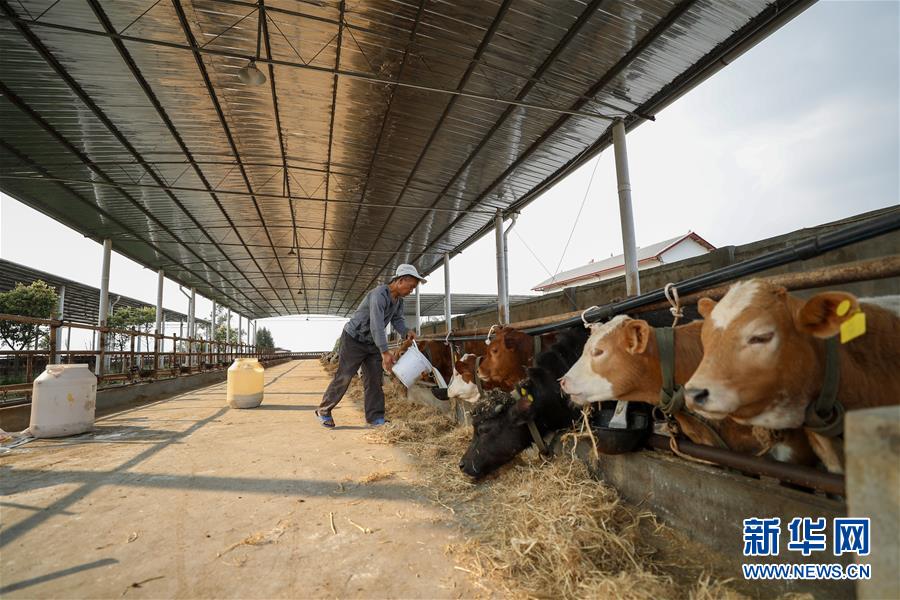 （圖文互動）（5）疏通產(chǎn)業(yè)鏈堵點 保障&ldquo;菜籃子&rdquo;供應&mdash;&mdash;重慶養(yǎng)殖大區(qū)力促養(yǎng)殖業(yè)補損復產(chǎn)