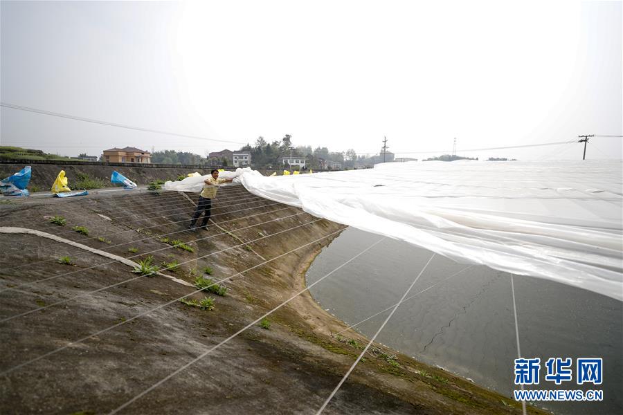 （圖文互動）（3）疏通產(chǎn)業(yè)鏈堵點 保障&ldquo;菜籃子&rdquo;供應(yīng)&mdash;&mdash;重慶養(yǎng)殖大區(qū)力促養(yǎng)殖業(yè)補(bǔ)損復(fù)產(chǎn)