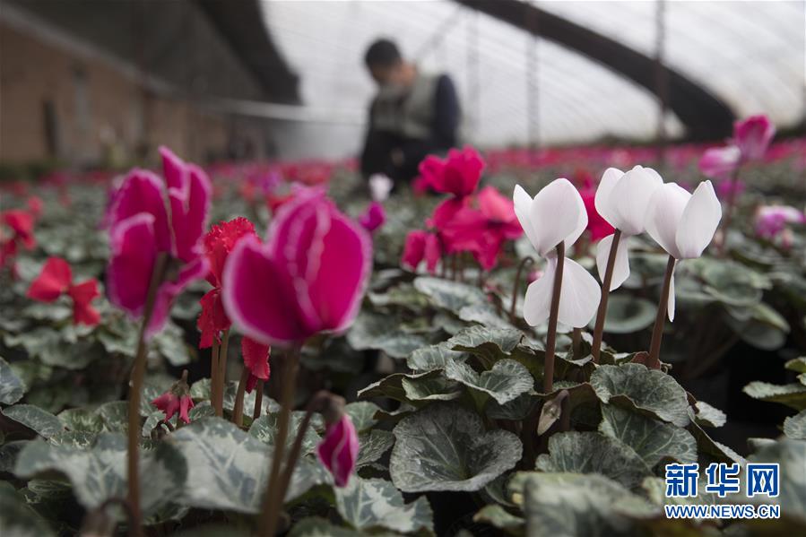 （在習(xí)近平新時(shí)代中國(guó)特色社會(huì)主義思想指引下&mdash;&mdash;新時(shí)代新作為新篇章&middot;習(xí)近平總書(shū)記關(guān)切事&middot;圖文互動(dòng)）（2）希望的田野，希望的春天&mdash;&mdash;各地農(nóng)業(yè)生產(chǎn)新動(dòng)態(tài)掃描