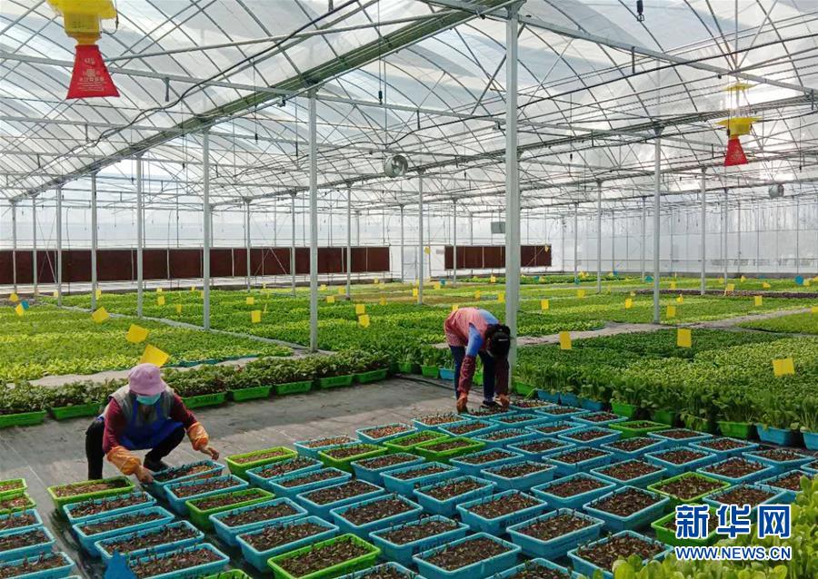 （在習近平新時代中國特色社會主義思想指引下&mdash;&mdash;新時代新作為新篇章&middot;習近平總書記關(guān)切事&middot;圖文互動）（5）抗疫之下 保供無憂