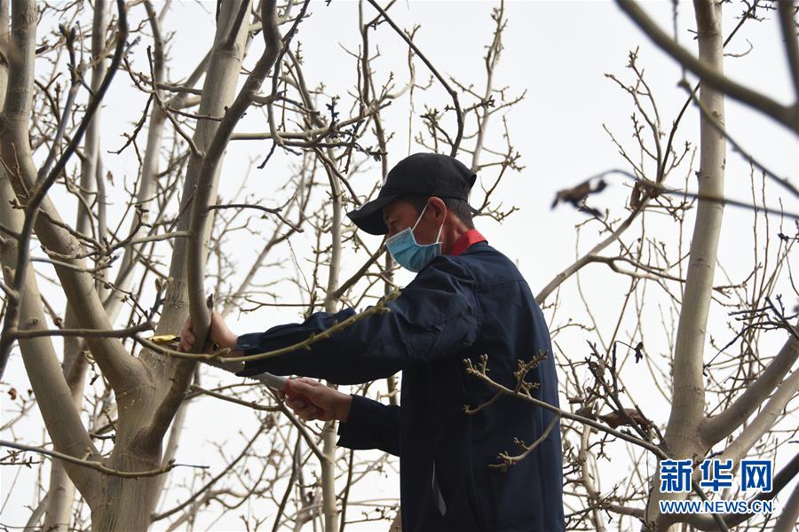 （決戰(zhàn)決勝脫貧攻堅(jiān)&middot;圖文互動(dòng)）（2）南疆林果合作社百人技術(shù)隊(duì)的&ldquo;核桃雄心&rdquo;