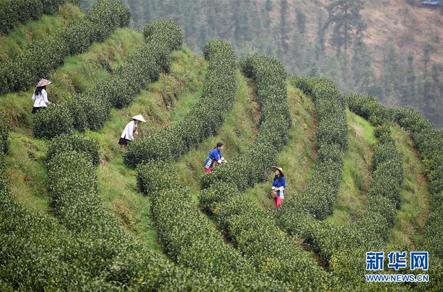 （決戰(zhàn)決勝脫貧攻堅&middot;圖文互動）（3）田野&ldquo;變奏&rdquo;讓薄土&ldquo;生金&rdquo;&mdash;&mdash;貴州農村產業(yè)革命助推脫貧攻堅見聞