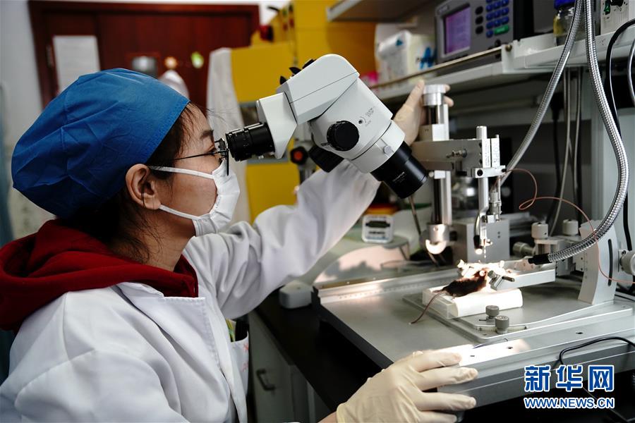 （圖文互動(dòng)）（2）攻擊行為如何被大腦控制？科學(xué)家在小鼠大腦中發(fā)現(xiàn)&ldquo;調(diào)節(jié)開(kāi)關(guān)&rdquo;