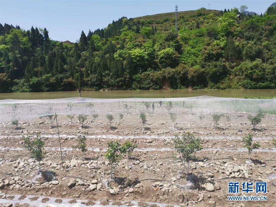 （決戰(zhàn)決勝脫貧攻堅(jiān)&middot;圖文互動(dòng)）（3）野奶角又見(jiàn)春天