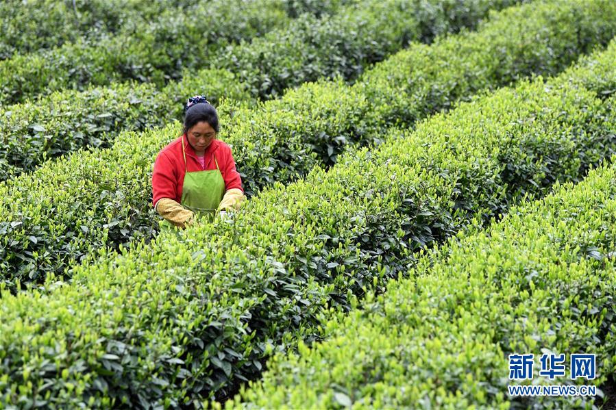 （新華全媒頭條&middot;圖文互動）（13）紅土地上的&ldquo;綠色減貧&rdquo;決戰(zhàn)&mdash;&mdash;大別山&ldquo;將軍縣&rdquo;金寨脫貧紀(jì)實(shí)