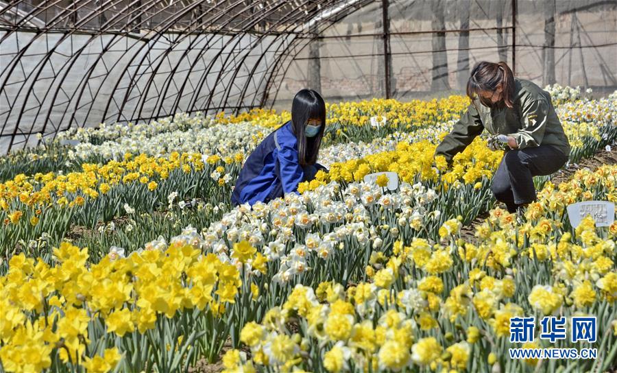 （圖文互動）（6）這座小城，鐫刻下怎樣的&ldquo;世園印記&rdquo;&mdash;&mdash;北京世園會開園一周年探訪延慶