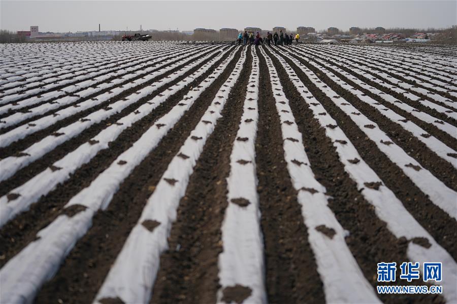 （新華全媒頭條&middot;圖文互動(dòng)）（8）讓中國飯碗端得更牢&mdash;&mdash;&ldquo;中華糧倉&rdquo;春耕剪影