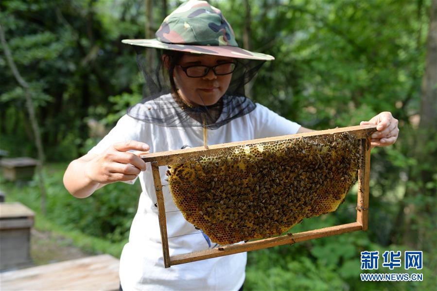 (決戰(zhàn)決勝脫貧攻堅(jiān)·圖文互動(dòng))(3)“蜂妹子”楊春竹:鄉(xiāng)村發(fā)展需要年輕人”