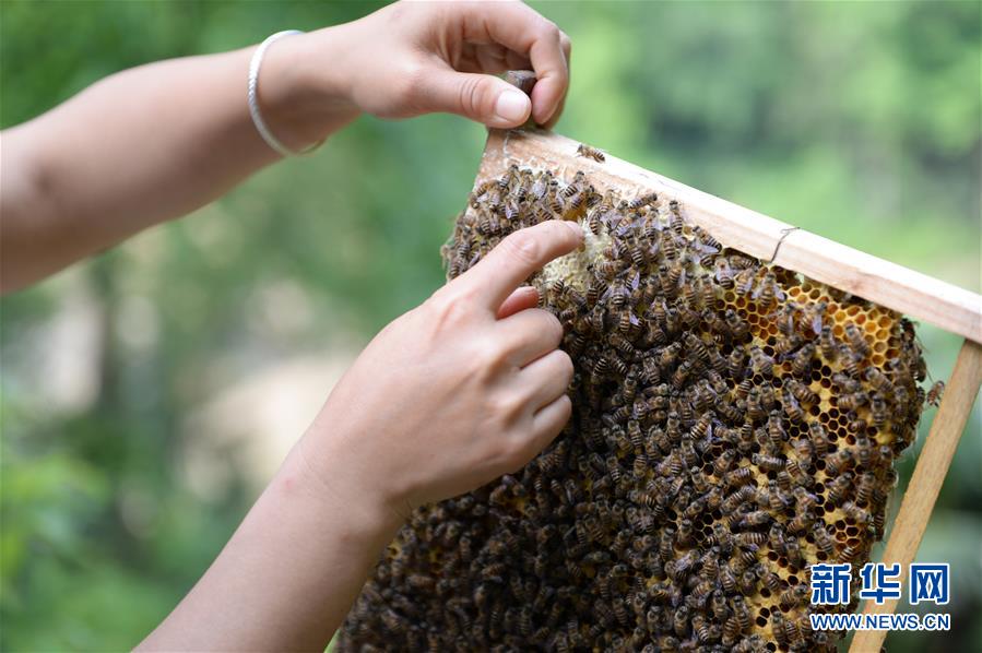 (決戰(zhàn)決勝脫貧攻堅(jiān)·圖文互動(dòng))(4)“蜂妹子”楊春竹:鄉(xiāng)村發(fā)展需要年輕人”