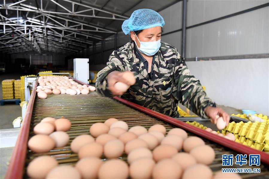 （決戰(zhàn)決勝脫貧攻堅(jiān)&middot;圖文互動）（1）河南汝陽：發(fā)展特色種植養(yǎng)殖產(chǎn)業(yè)助力農(nóng)民脫貧