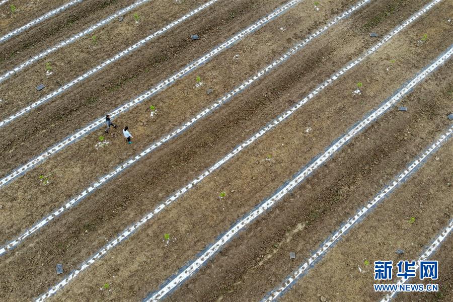 (代表委員履職)(6)全國人大代表王萌萌:產業(yè)興旺讓鄉(xiāng)村振興更有底氣