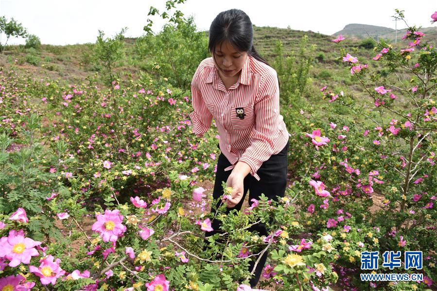 （新華全媒頭條&middot;圖文互動(dòng)）（11）刺梨花開(kāi)滿山紅&mdash;&mdash;記在貴州脫貧攻堅(jiān)一線奮斗的殘疾人