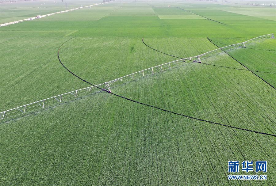 （在習(xí)近平新時代中國特色社會主義思想指引下&mdash;&mdash;新時代新作為新篇章&middot;習(xí)近平總書記關(guān)切事&middot;圖文互動）（4）新農(nóng)事、新希望&mdash;&mdash;夏收前田間新動態(tài)掃描
