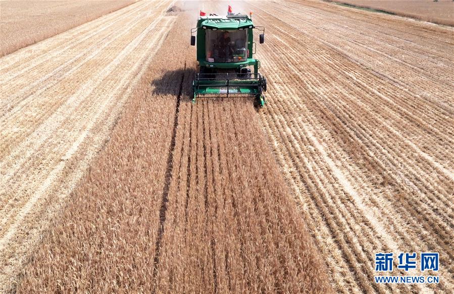 （關(guān)注三夏&middot;圖文互動）（3）麥田&ldquo;后浪&rdquo;的農(nóng)事新說