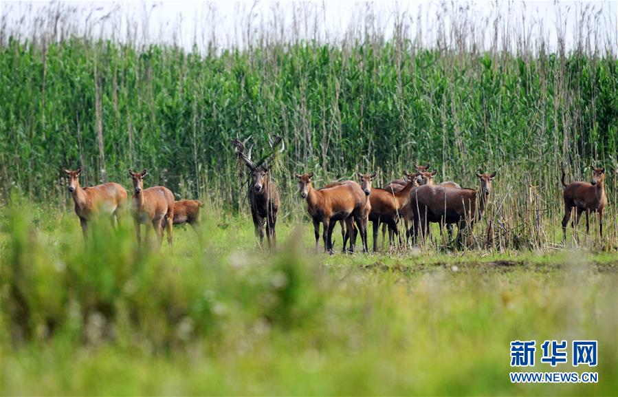 （新華全媒頭條&middot;圖文互動(dòng)）（9）大湖新歌&mdash;&mdash;我國兩大淡水湖全面生態(tài)修復(fù)進(jìn)行時(shí)