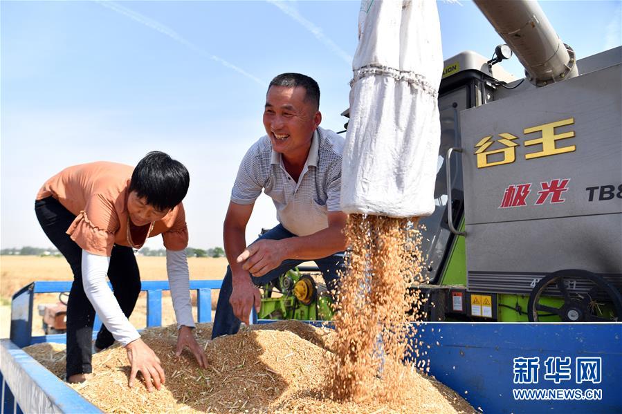 （關(guān)注三夏&middot;圖文互動）（1）2020 豐收的心情