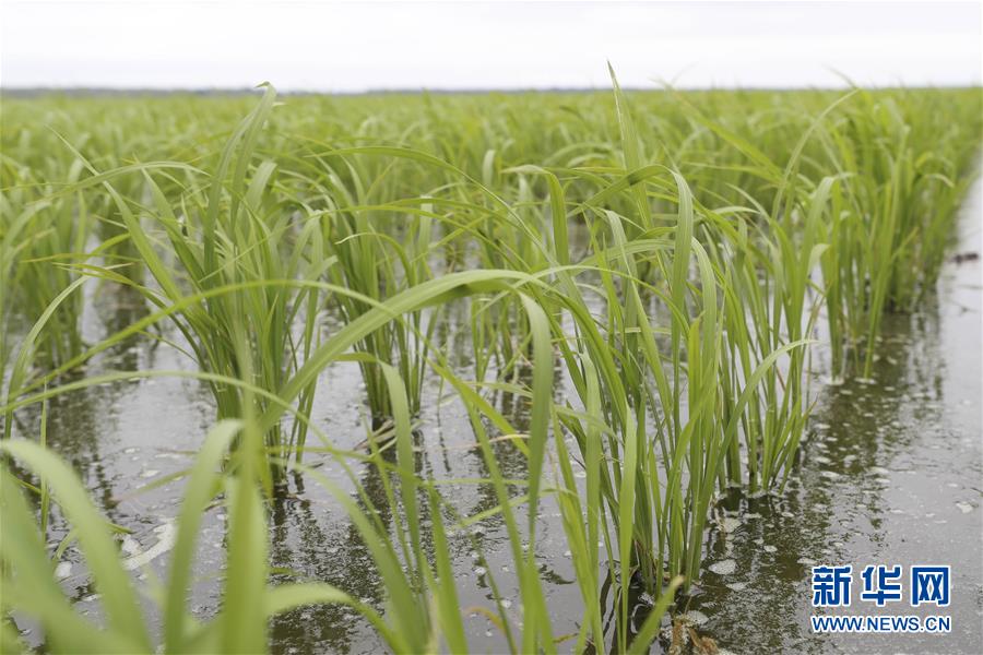 （走向我們的小康生活&middot;圖文互動(dòng)）（1）端牢&ldquo;中國(guó)飯碗&rdquo; 播種綠色小康