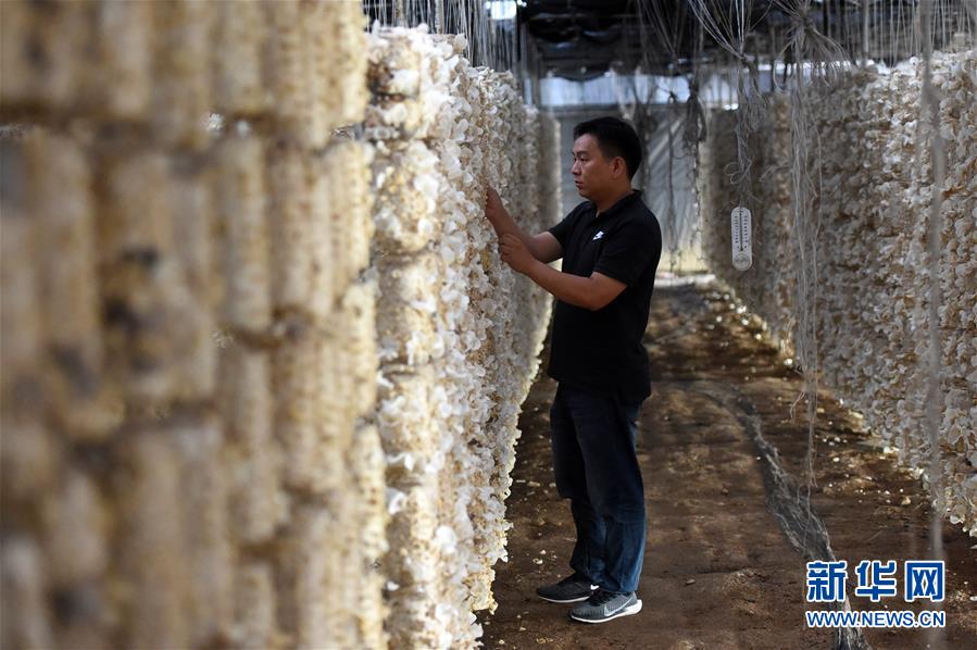  （新華全媒頭條&middot;圖文互動(dòng)）（7）青春，在希望的田野上&mdash;&mdash;大別山區(qū)尋訪&ldquo;城歸&rdquo;大學(xué)畢業(yè)生