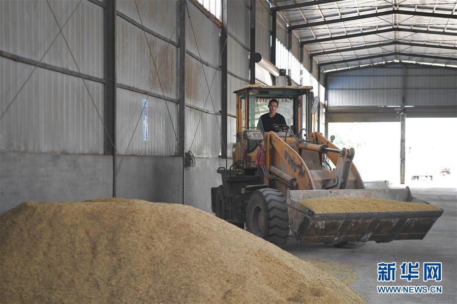 （防汛抗洪&middot;圖文互動）（3）洞庭湖畔打響糧食保衛(wèi)戰(zhàn)