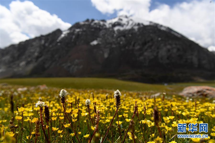 （圖文互動(dòng)）（1）天山一號冰川保護(hù)區(qū)成為野生動(dòng)物天堂