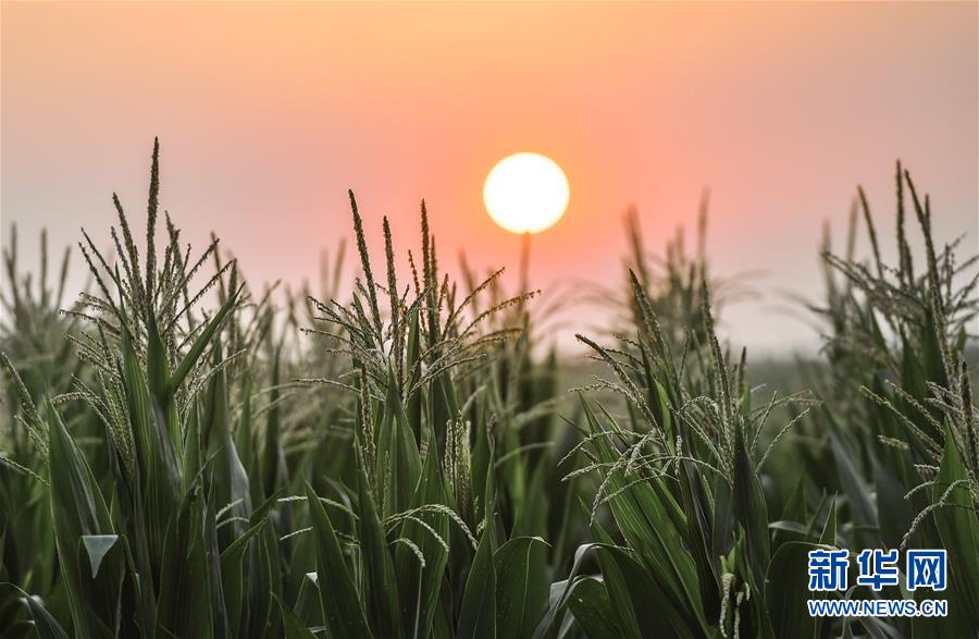 （在習(xí)近平新時代中國特色社會主義思想指引下&mdash;&mdash;新時代新作為新篇章&middot;習(xí)近平總書記關(guān)切事&middot;圖文互動）（7）讓百姓吃得飽還要吃得好&mdash;&mdash;夯實糧食安全基礎(chǔ)端牢中國飯碗