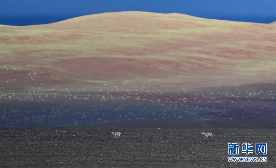 (圖文互動(dòng))(4)可可西里加強(qiáng)保護(hù) 十多年未聞盜獵槍聲