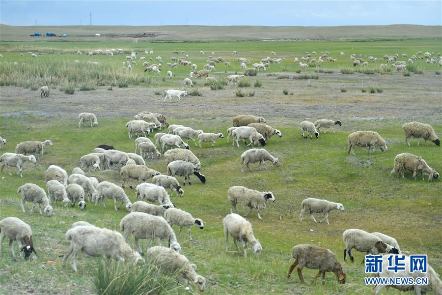 （走向我們的小康生活&middot;圖文互動(dòng)）（1）草原有了網(wǎng)，手機(jī)能放羊&mdash;&mdash;看呼倫貝爾大草原牧民生活變了樣 