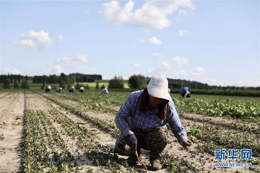 （決戰(zhàn)決勝脫貧攻堅(jiān)&middot;圖文互動(dòng)）（1）脫貧致富新&ldquo;良藥&rdquo;