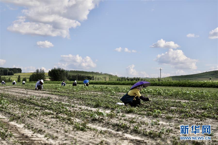 （決戰(zhàn)決勝脫貧攻堅(jiān)&middot;圖文互動(dòng)）（2）脫貧致富新&ldquo;良藥&rdquo;