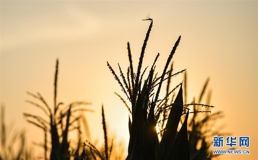 （在習近平新時代中國特色社會主義思想指引下&mdash;&mdash;新時代新作為新篇章&middot;習近平總書記關切事&middot;圖文互動）（1）為黑土加&ldquo;油&rdquo;&mdash;&mdash;&ldquo;耕地中的大熊貓&rdquo;，我們這樣保護