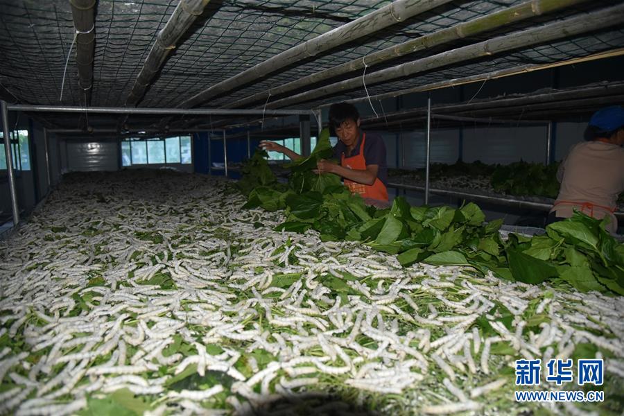 (決戰(zhàn)決勝脫貧攻堅(jiān)·圖文互動(dòng))(1)“江南繅絲”喀斯特深山扎根記