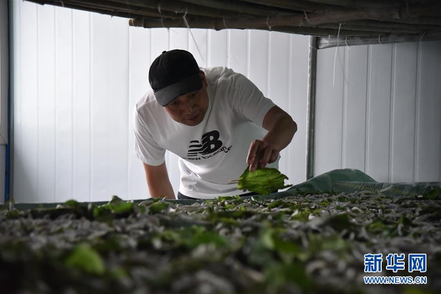 (決戰(zhàn)決勝脫貧攻堅(jiān)·圖文互動(dòng))(3)“江南繅絲”喀斯特深山扎根記