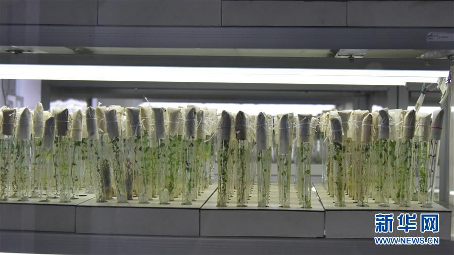 （決戰(zhàn)決勝脫貧攻堅(jiān)&middot;圖文互動(dòng)）（1）&ldquo;小土豆&rdquo; 漸成增收大產(chǎn)業(yè)