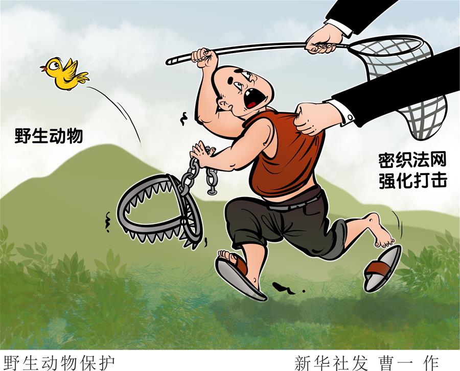 （圖表&middot;漫畫(huà)）［新華調(diào)查&middot;聚焦野生動(dòng)物保護(hù)］野生動(dòng)物保護(hù)