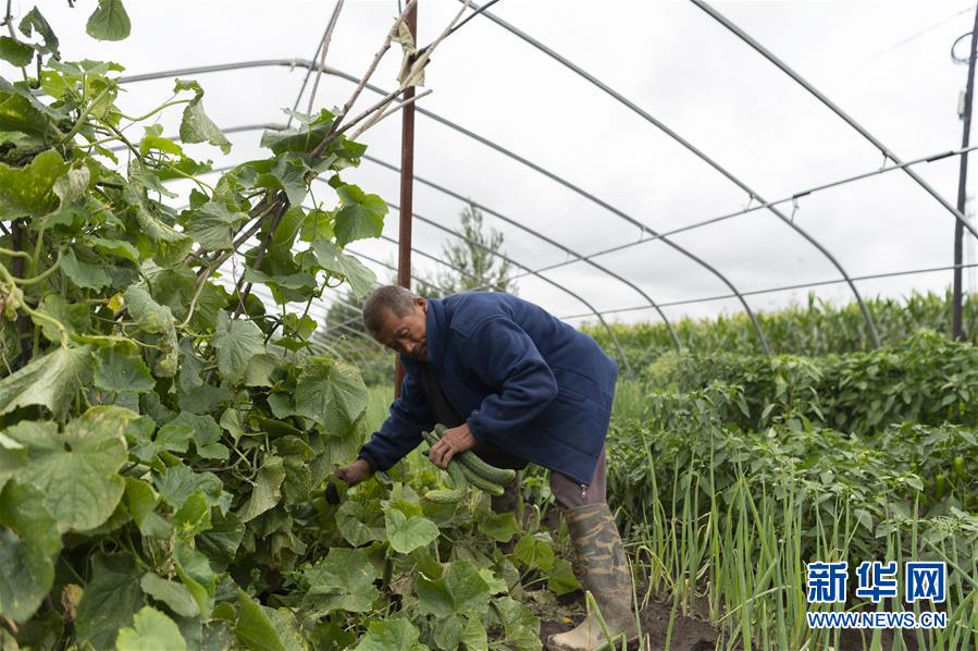 （決戰(zhàn)決勝脫貧攻堅(jiān)&middot;圖文互動(dòng)）（1）老張的菜園