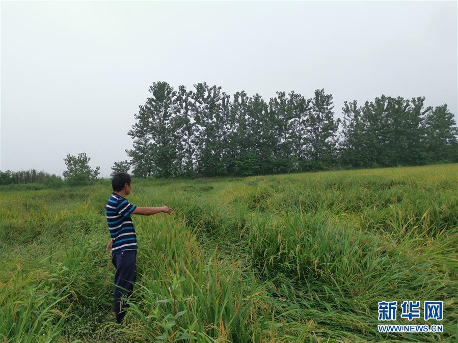 （新華視點(diǎn)&middot;聚焦餐桌外的浪費(fèi)&middot;圖文互動(dòng)）（2）顆粒歸倉(cāng)為何難實(shí)現(xiàn)？我國(guó)糧食收割環(huán)節(jié)損失驚人