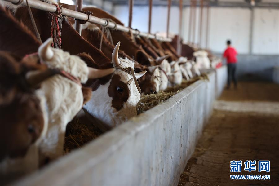 （決戰(zhàn)決勝脫貧攻堅&middot;圖文互動）（3）再戰(zhàn)&ldquo;北大倉&rdquo;