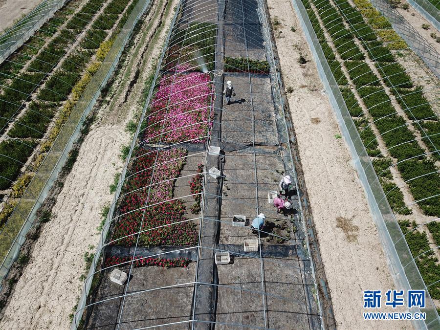 （新華全媒頭條&middot;走向我們的小康生活&middot;圖文互動）（1）&ldquo;苦甲&rdquo;不再，&ldquo;甘味&rdquo;綿長&mdash;&mdash;脫貧攻堅的甘肅味道