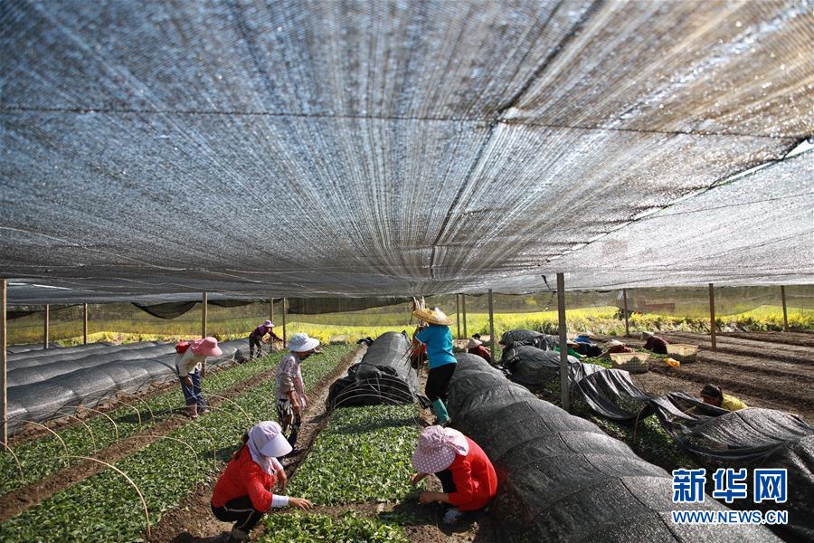（新華全媒頭條&middot;決戰(zhàn)決勝脫貧攻堅&middot;督戰(zhàn)未摘帽貧困縣&middot;圖文互動）（7）不獲全勝，決不收兵&mdash;&mdash;全國52個掛牌督戰(zhàn)貧困縣脫貧攻堅紀實