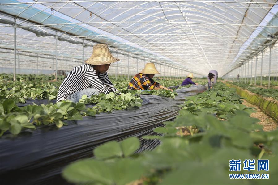 （新華全媒頭條&middot;決戰(zhàn)決勝脫貧攻堅&middot;督戰(zhàn)未摘帽貧困縣&middot;圖文互動）（12）不獲全勝，決不收兵&mdash;&mdash;全國52個掛牌督戰(zhàn)貧困縣脫貧攻堅紀實