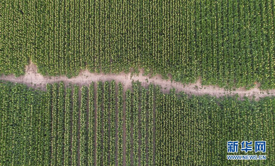 （新華全媒頭條&middot;圖文互動）（4）為現(xiàn)代農(nóng)業(yè)探新路&mdash;&mdash;來自吉林梨樹的田野報(bào)告