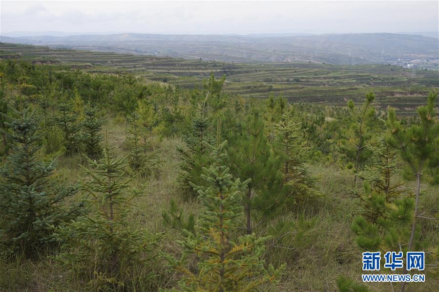 （決戰(zhàn)決勝脫貧攻堅(jiān)&middot;圖文互動(dòng)）（1）甘肅定西黃土高坡上，有片&ldquo;福州林&rdquo;