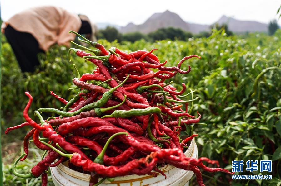 （走向我們的小康生活&middot;決戰(zhàn)決勝脫貧攻堅(jiān)&middot;圖文互動(dòng)）（8）甘青交界處的跨越&mdash;&mdash;保安族、撒拉族的脫貧故事 