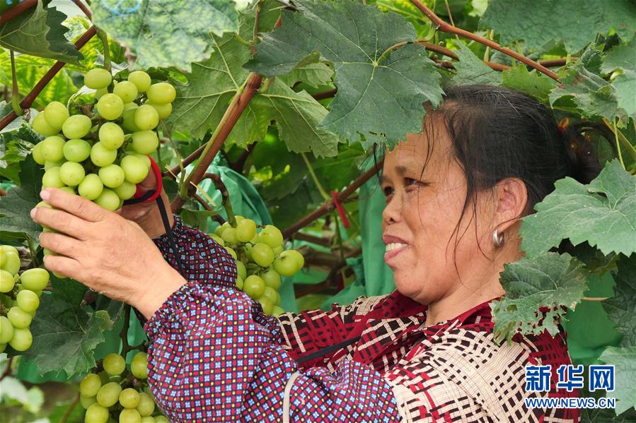 （決戰(zhàn)決勝脫貧攻堅&middot;圖文互動）（2）同飲一江水 攜手&ldquo;斬窮根&rdquo;&mdash;&mdash;深圳對口廣西河池、百色扶貧協(xié)作見聞