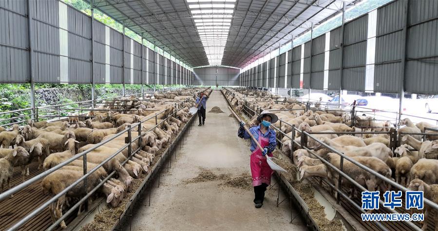 （決戰(zhàn)決勝脫貧攻堅&middot;圖文互動）（5）同飲一江水 攜手&ldquo;斬窮根&rdquo;&mdash;&mdash;深圳對口廣西河池、百色扶貧協(xié)作見聞