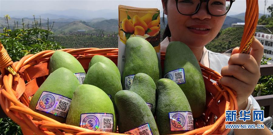 （決戰(zhàn)決勝脫貧攻堅&middot;圖文互動）（7）同飲一江水 攜手&ldquo;斬窮根&rdquo;&mdash;&mdash;深圳對口廣西河池、百色扶貧協(xié)作見聞