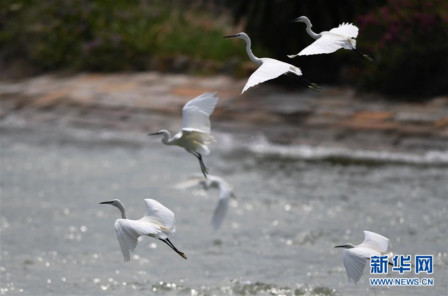 （特區(qū)40年?圖文互動）（4）廈庇五洲客 門納萬頃濤&mdash;&mdash;廈門經(jīng)濟(jì)特區(qū)40年發(fā)展紀(jì)實