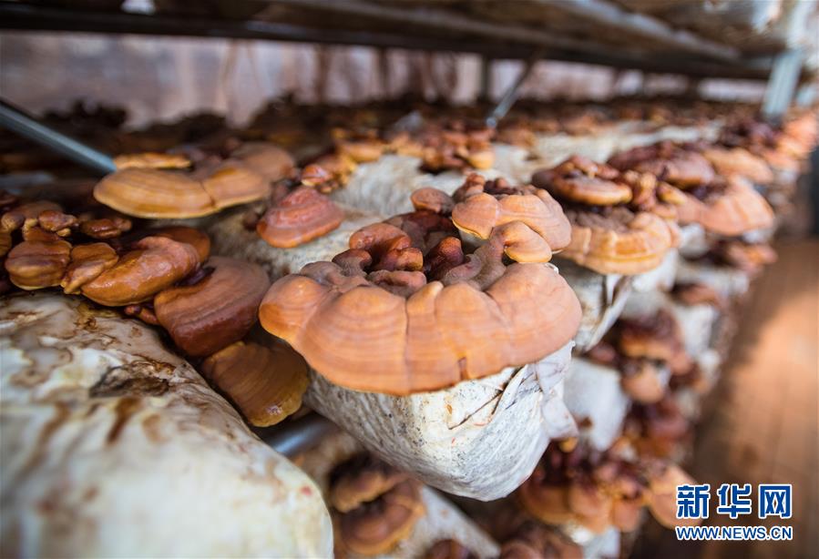 （新華全媒頭條&middot;走向我們的小康生活&middot;圖文互動(dòng)）（4）特殊之年，荊楚大地書寫不平凡的答卷