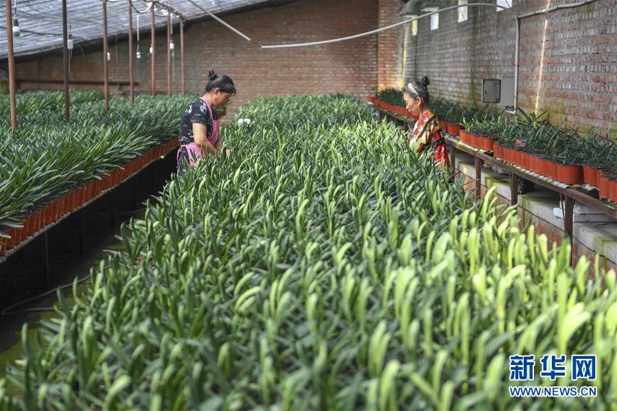 （決戰(zhàn)決勝脫貧攻堅&middot;圖文互動）（2）君子蘭在脫貧攻堅戰(zhàn)場上&ldquo;綻放&rdquo;