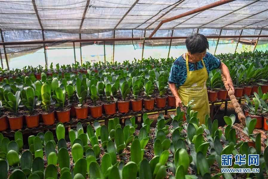 （決戰(zhàn)決勝脫貧攻堅&middot;圖文互動）（3）君子蘭在脫貧攻堅戰(zhàn)場上&ldquo;綻放&rdquo;